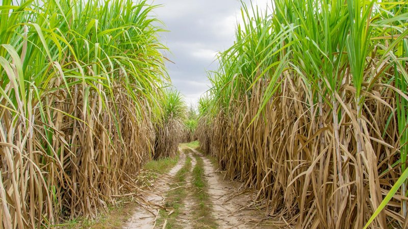 Bioethanol production from sugar cane is called anaerobic fermentation. (Source: © ittipol / stock.adobe.com)