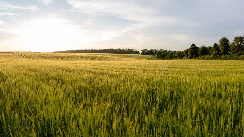 Phytomass comprises of complex hydrocarbons created in the process of photosynthesis. (Source: © sidorovstock / stock.adobe.com)