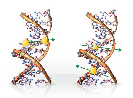 DNA damage caused by ionizing radiation — one or both double helix strains are broken. DNA damage caused by ionizing radiation — one or both double helix strains are broken.