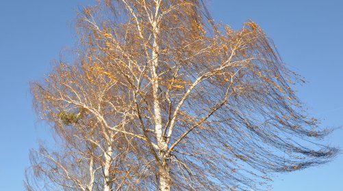 The Beaufort Wind Force Scale