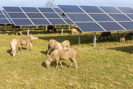 The operation of a photovoltaic power plant can conveniently be combined with sheep husbandry. (Source: © Karoline Thalhofer / stock.adobe.com) The operation of a photovoltaic power plant can conveniently be combined with sheep husbandry. (Source: © Karoline Thalhofer / stock.adobe.com)