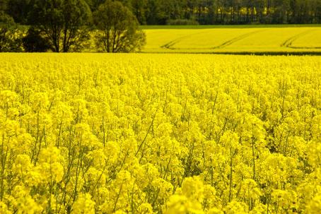 Rapeseed seeds are used to produce biofuel by the process of esterification. (Source: © Tetastock / stock.adobe.com) Rapeseed seeds are used to produce biofuel by the process of esterification. (Source: © Tetastock / stock.adobe.com)