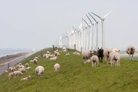 Research has shown that wind turbines do not disturb animals. (Source: © Kruwt / stock.adobe.com) Research has shown that wind turbines do not disturb animals. (Source: © Kruwt / stock.adobe.com)