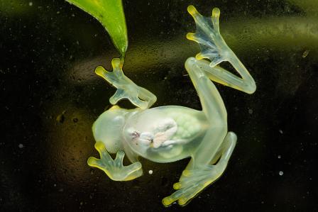 So-called glass frog, member of the amphibian family Centrolenidae, with partially translucent body. (Source: stock.adobe.com)