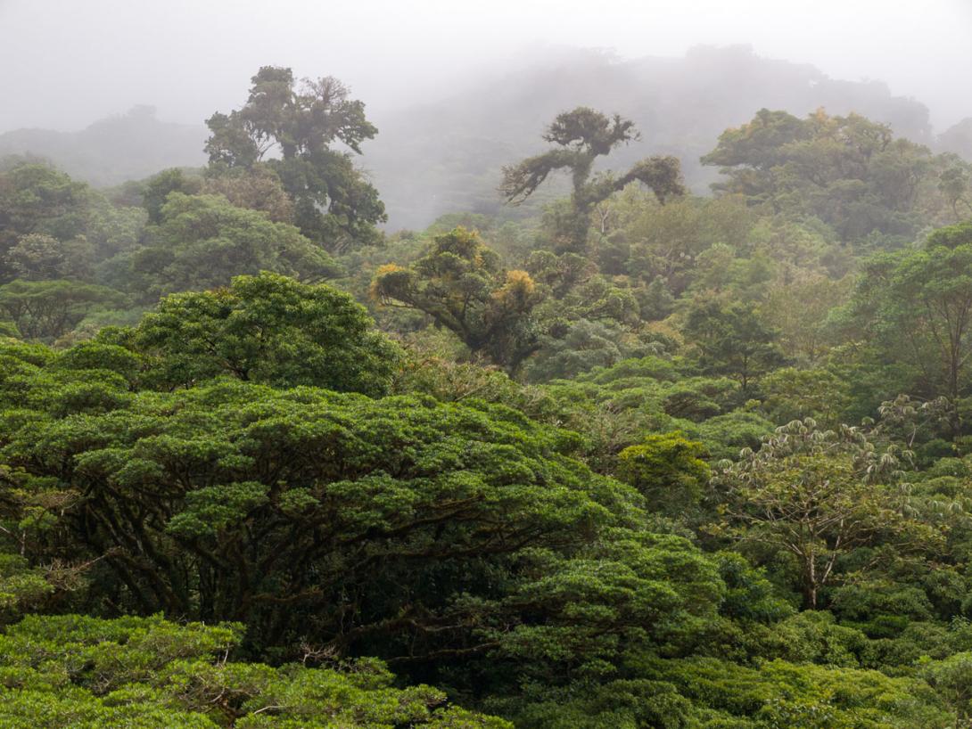 Water evaporation in a rain forest in Costa Rica. (Source: © monigre / stock.adobe.com) Water evaporation in a rain forest in Costa Rica. (Source: © monigre / stock.adobe.com)