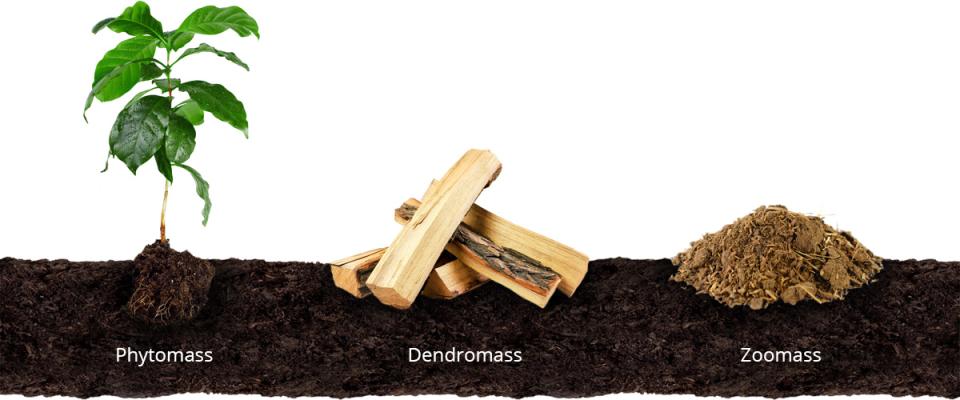Biomass categorization based on origin (Source: stock.adobe.com) Biomass categorization based on origin (Source: stock.adobe.com)