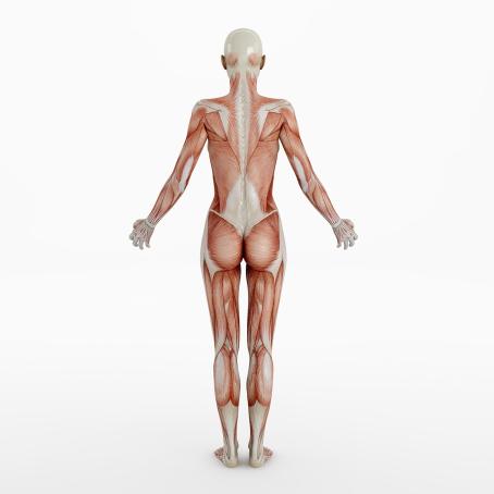 Human body. (Source: © Ralf Paulzen / stock.adobe.com) Human body. (Source: © Ralf Paulzen / stock.adobe.com)