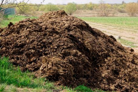 Pile of manure. (Source: © Kondor83 / stock.adobe.com) Pile of manure. (Source: © Kondor83 / stock.adobe.com)